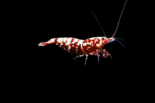 RED GALAXY FISHBONE SHRIMP (Caridina cantonensis .var)