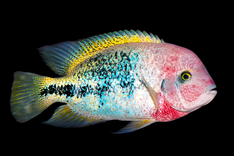 RED HEADED CICHLID (vieja melanura) - Aquarists Across Canada