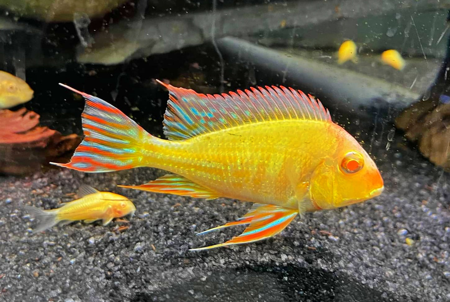RED HEAD TAPAJOS *ALBINO* (Geophagus .sp Albino) VERY RARE