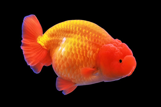 RED LIONHEAD GOLDFISH (Carassius Auratus) 2"