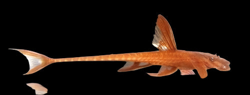 RED LIZARD CATFISH (Rineloricaria sp) - Aquarists Across Canada