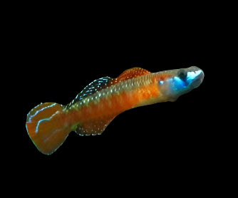 RED NEON GOBY (Stiphodon sp.) - Aquarists Across Canada