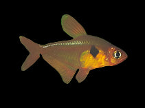 RED PHANTOM TETRA (Hyphessobrycon sweglesi) - Aquarists Across Canada