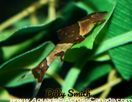 RED SADDLEBACK HILLSTREAM LOACH (Homaloptera orthogoniata) - Aquarists Across Canada