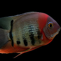 RED SHOULDER SEVERUM (Heros Rotkeil) – Aquarists Across Canada