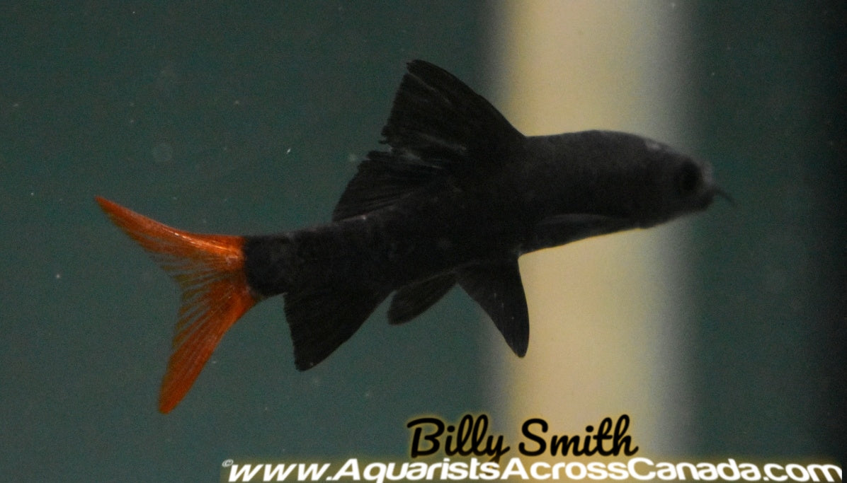 RED TAIL BLACK SHARK (Epalzeorhynchos bicolor) - Aquarists Across Canada