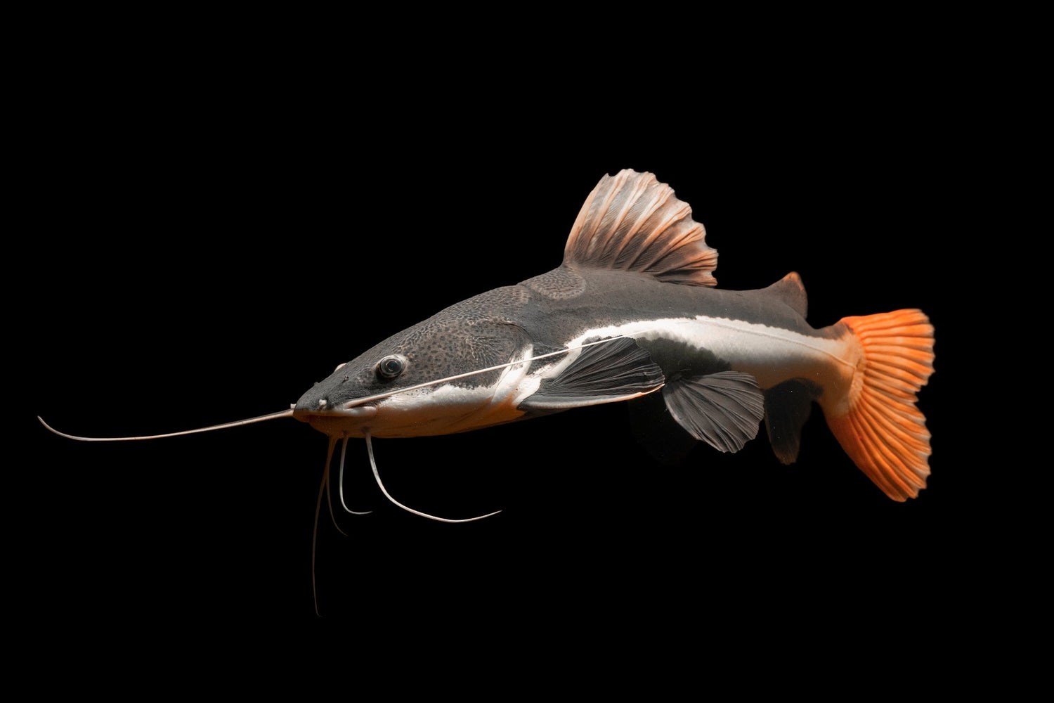 RED TAIL CATFISH (Phractocephalus hemioliopterus) 2" - Aquarists Across Canada