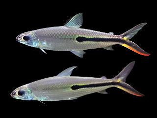 RED TAIL HEMIODUS (Hemiodus Gracilis)