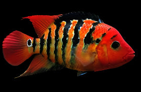 RED TERROR (Amphilophus Festae) - Aquarists Across Canada