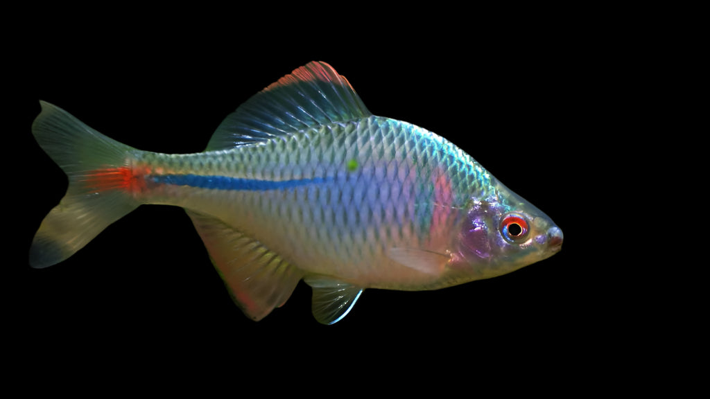 ROSY BITTERLING (Rhodeus ocellatus ocellatus)