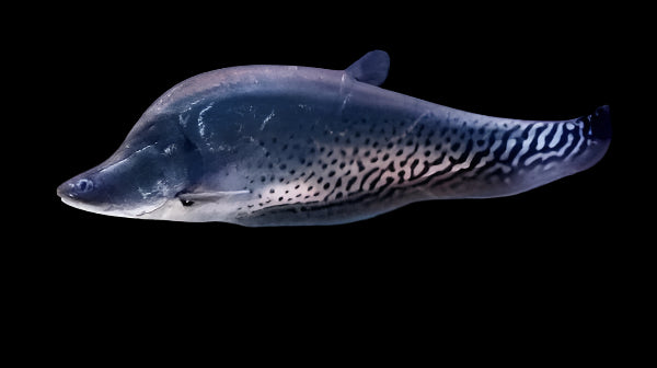 ROYAL KNIFE FISH (Chitala blanci) 8"