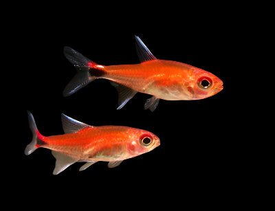 RUBY TETRA (Axelrodia riesei)