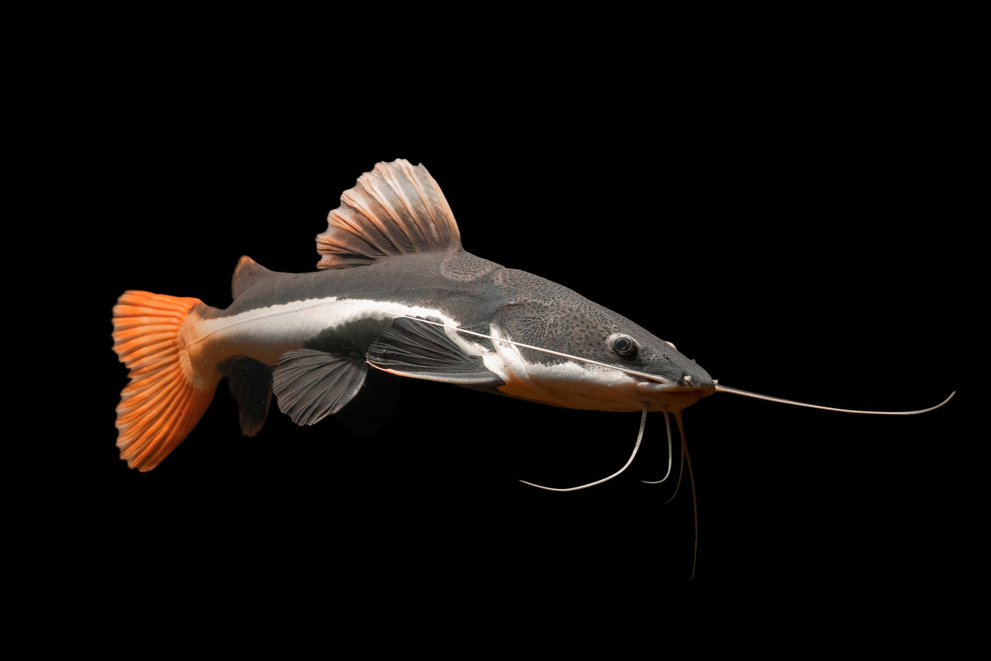 Short Body Redtail Catfish (Phractocephalus hemioliopterus