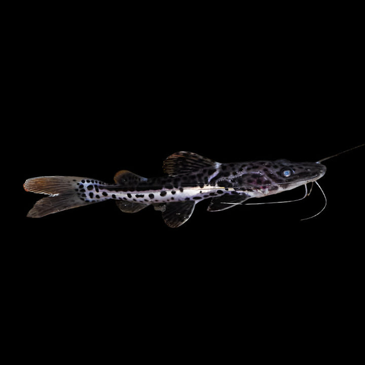 Predatory and Monster fish – Aquarists Across Canada
