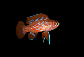 SCARLET BADIS (Dario Dario)