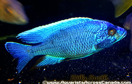 SCIAENOCHROMIS FRYERI *electric blue* (HOUSEBRED, DOMESTIC) 2" UNSEXED - Aquarists Across Canada
