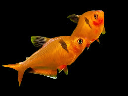 SERPAE TETRA (Hyphessobrycon eques) - Aquarists Across Canada