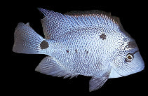 SILVER CICHLID (Paraneetroplus argenteu) - Aquarists Across Canada