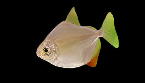 SILVER DOLLAR (Metynnis hypsauchen)