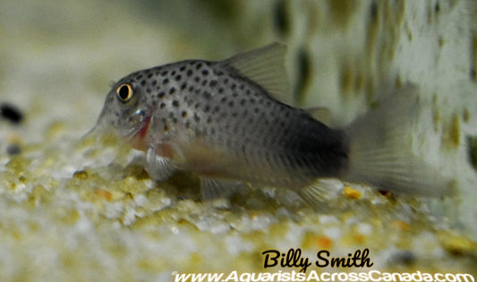 SIMILIS CORYDORA (Corydoras Similis) - Aquarists Across Canada
