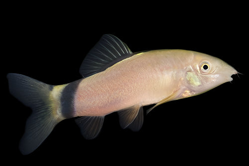 SKUNK LOACH (Yasuhikotakia morleti)