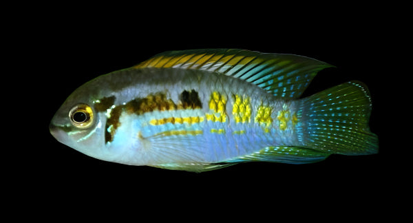 SMILING DWARF ACARA (Laetacara araguaiae) 1-1.5