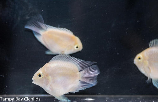 SNOW PARROT CICHLID (Amphilophus citrinellus x Amatitlania nigrofasciata)