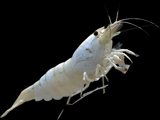 SNOW WHITE BEE SHRIMP SSS GRADE (Caridina Cantonensis .Var)