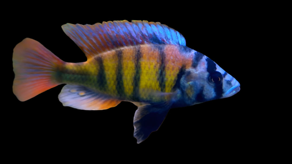 SP44 CICHLID (Astatotilapia .sp 44) - Aquarists Across Canada