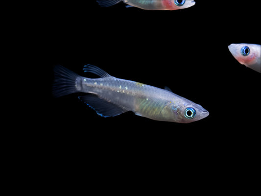 SPARKLING BLUE MEDAKA RICE FISH (Oryzias latipes) - Aquarists Across Canada