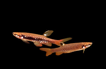SPLASH TETRA (Copella arnoldi)