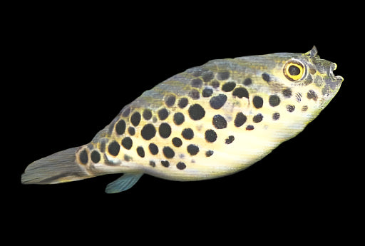SPOTTED CONGO PUFFER (Tetraodon schoutedeni) (rare, Community safe)