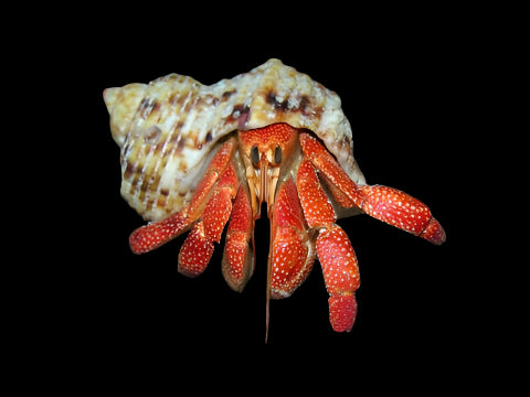 STRAWBERRY HERMIT CRAB (Coenobita Perlatus)