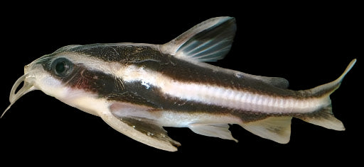 STRIPED RAPHAEL CATFISH (Platydoras armatulus) - Aquarists Across Canada
