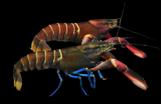 SUPER RED BOESMANI LOBSTER (Cherax boesmani .Spp) - Aquarists Across Canada