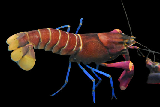 SUPER RED BOESMANI LOBSTER (Cherax boesmani .Spp) - Aquarists Across Canada
