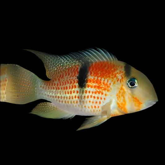 SURINAM RED SPOT CICHLID (Guianacara sphenozona)