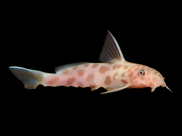 SYNODONTIS PETRICOLA PINK (Synodontis petricola .VAR) DY2404