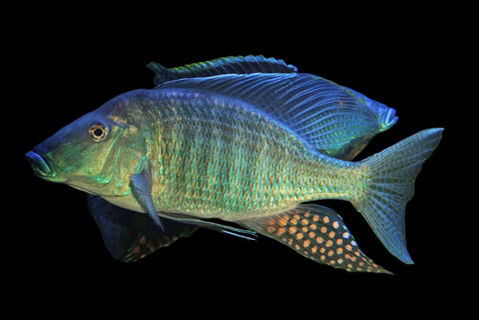 TAENOLETHRINOPS PRAORBITALIS 8" MALE