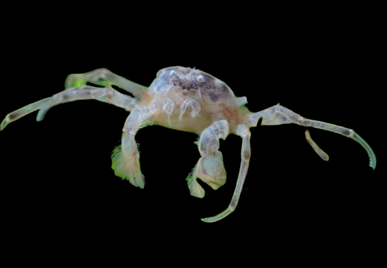 THAI MICRO CRAB (Limnopilos naiyanetri)