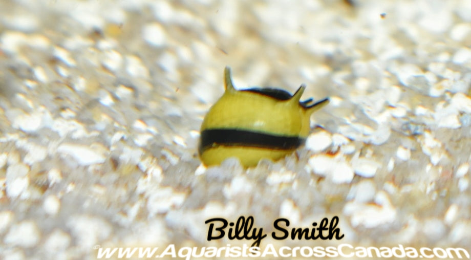 THORNY ZEBRA SNAIL (Neritina .SP) - Aquarists Across Canada
