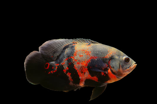 TIGER OSCAR (Astronotus ocellatus) 2 -3"
