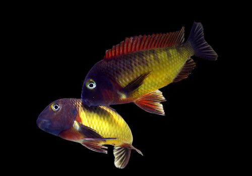 TROPHEUS MOORII "ILANGI" - Aquarists Across Canada