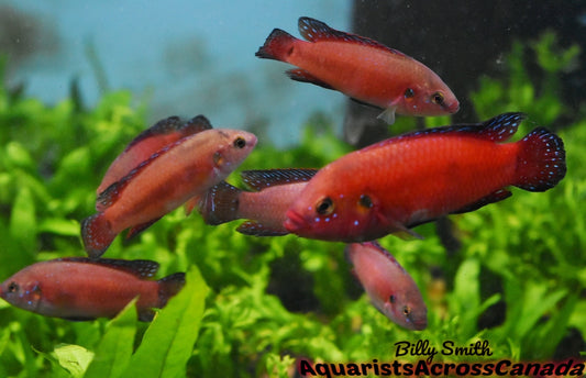 TURKANA JEWEL CICHLID (Hemichromis Exsul)