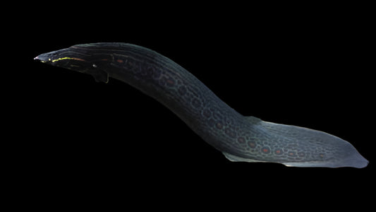 UNICOLOR EEL (Mastacembelus Unicolor) 10-12"