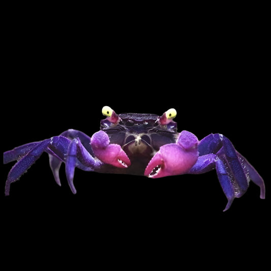 VAMPIRE CRAB (Geosesarma dennerle) *Terrestrial*