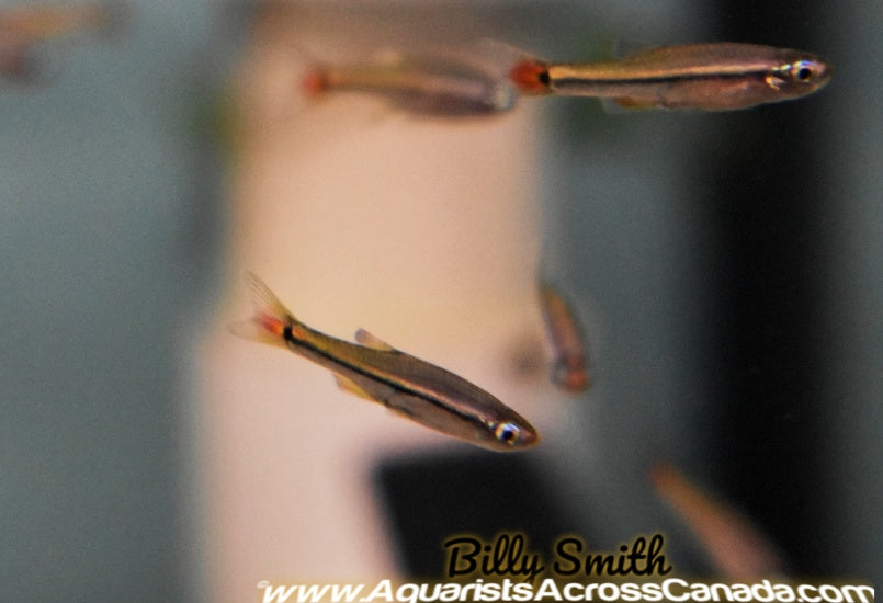 VIETNAMESE CARDINAL MINNOW (Tanichthys micagemmae) - Aquarists Across Canada