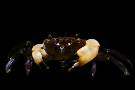 WHITE CLAW SULAWESI CRAB (Syntripsa flavichela)