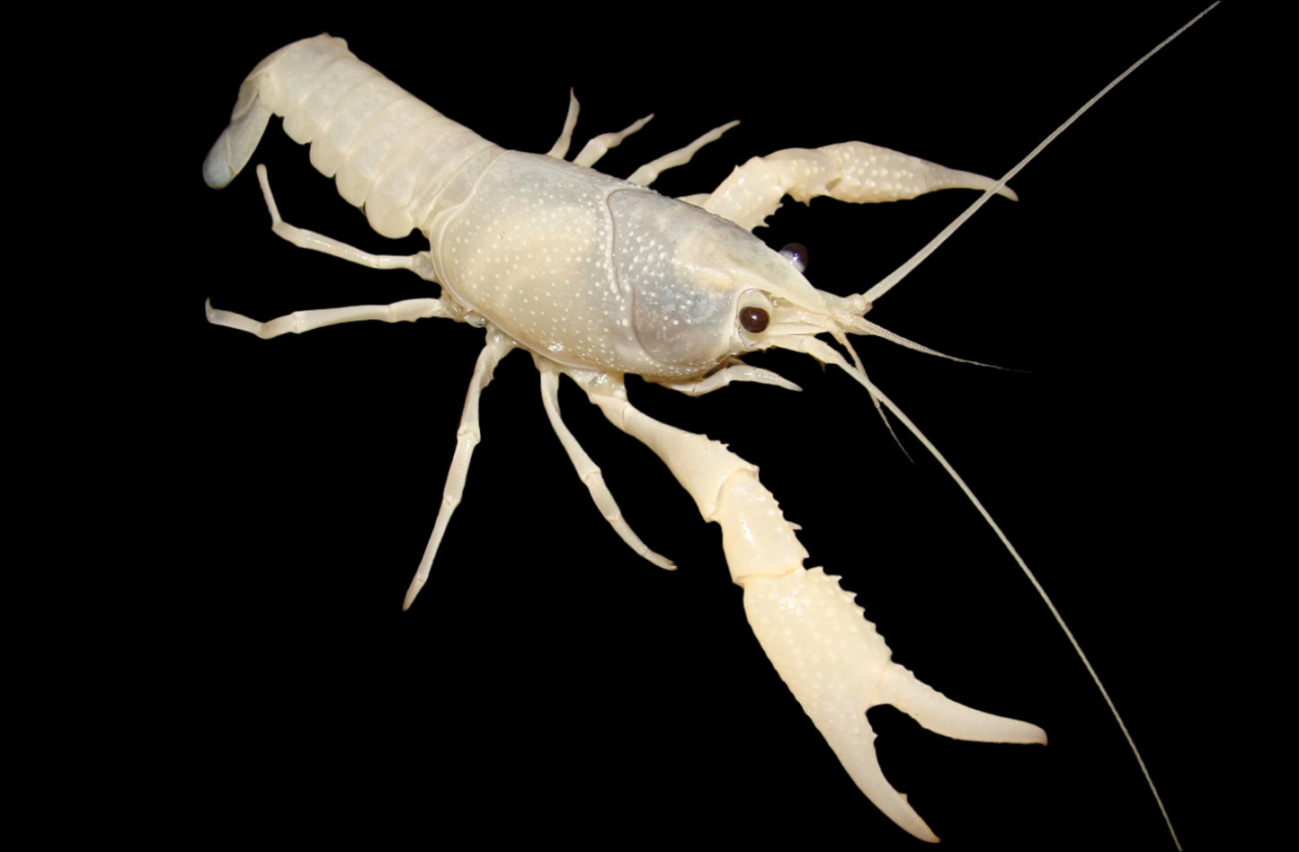 WHITE SPECTRE CRAYFISH ((Procambarus Clarkii .var) 2402