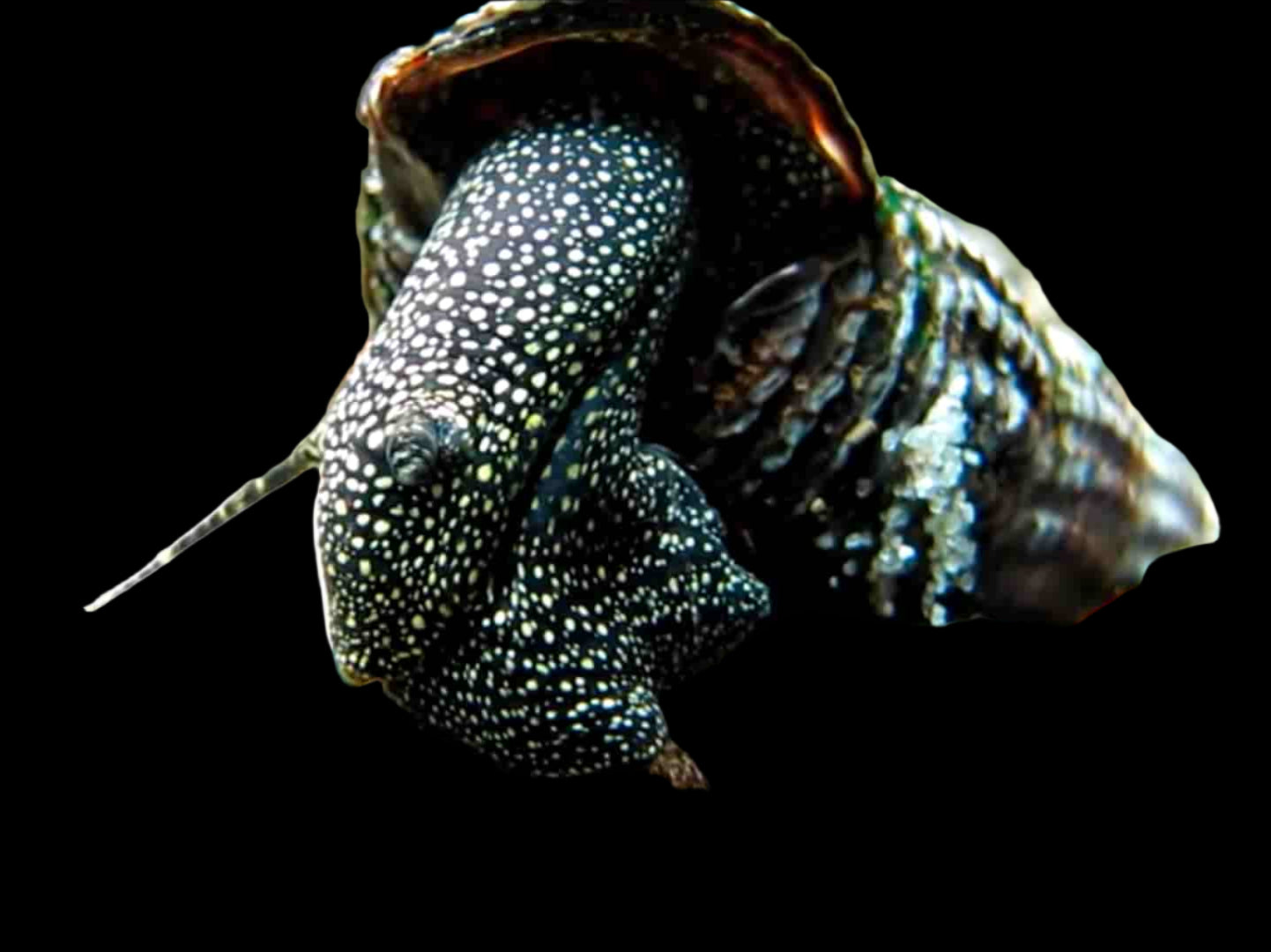 WHITE SPOTTED RABBIT SNAIL (Tylomelania patriatrchalis) - Aquarists Across Canada